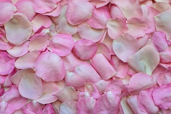 petals meaning