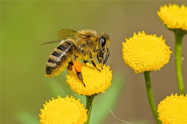 The Meaning And Symbol Of Being Stung By A Bee In A Dream Online 