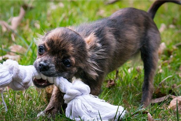 The Meaning And Symbol Of Being Bitten By A Dog In A Dream Online 