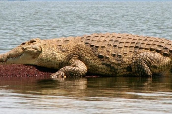 Meaning of Dreaming of a Crocodile (12 Reasons + Explanations)