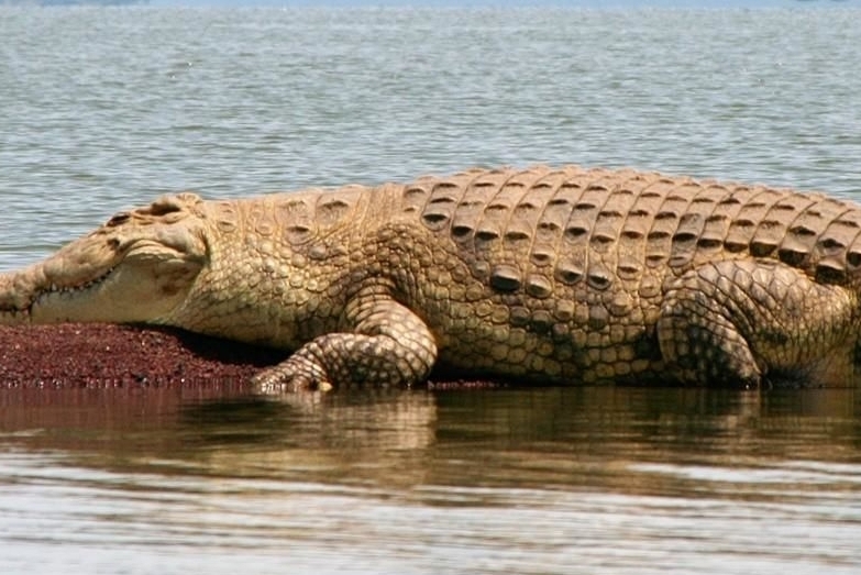 Dreaming of a Crocodile