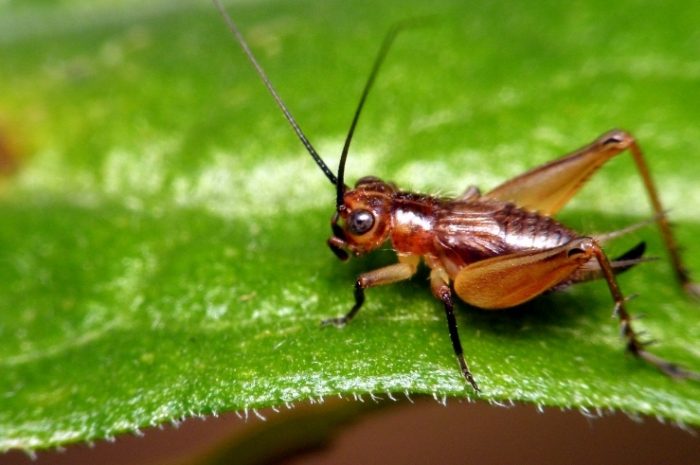 Meaning of Crickets in a Dream (10 Reasons + Explanations)